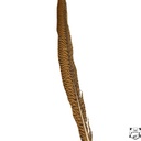 SHOR - GOLDEN PHEASANT TAIL FEATHER