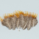 SHOR - CROUPE DE FAISAN DORÉ