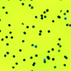 TEXTREME - PIKE TAIL VINIL