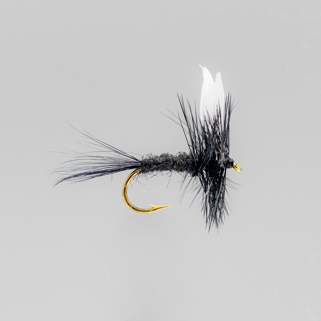 Black Gnat