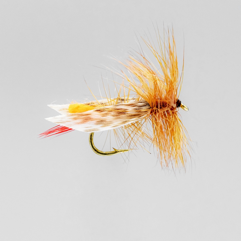 Orange Grasshopper