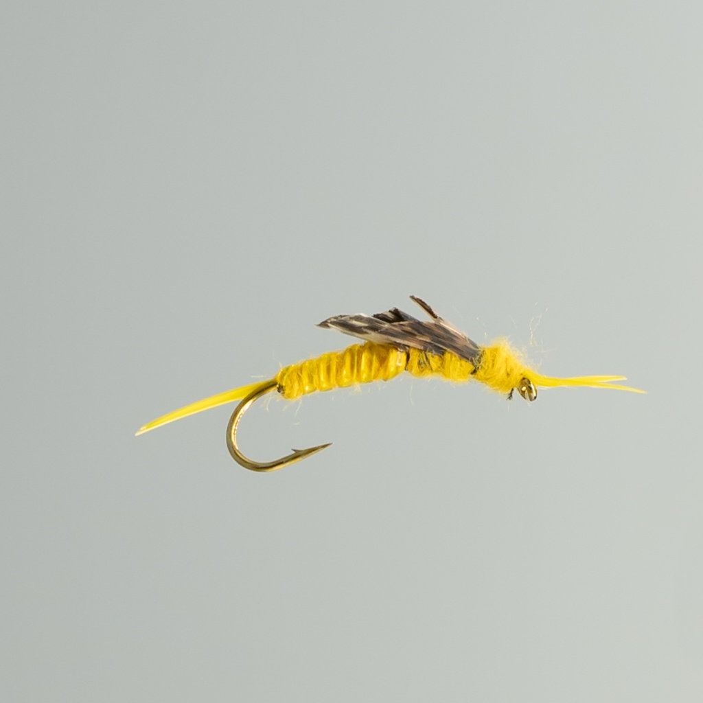 Golden Stone Fly
