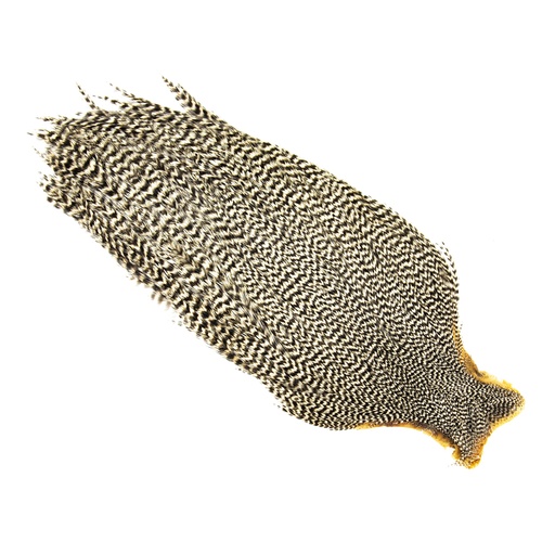 SHOR - COU DE COQ GENETIC