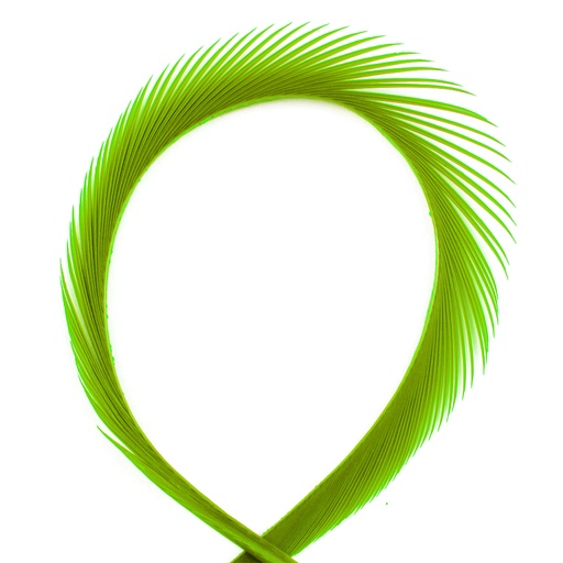 SHOR - GOOSE STRIPS