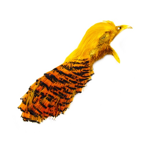 SHOR - GOLDEN PHEASANT HEAD