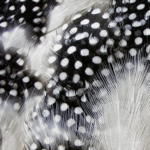 SHOR - GUINEAFOWL STRUNG