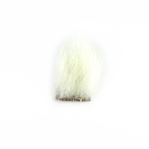 SHOR - POLAR BEAR