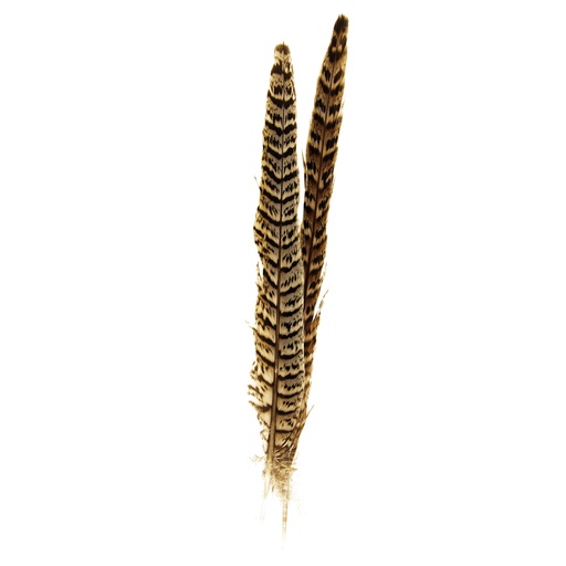 [PH404] SHOR - RING-NECKED PHEASANT TAIL FEMALE