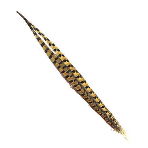 SHOR - QUEUE DE FAISAN A COLLIER 18-20 POUCES