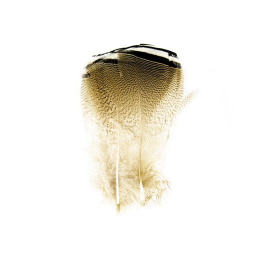 [FE504] SHOR - CANARD BRANCHU - NOIR & BLANC (3PR)