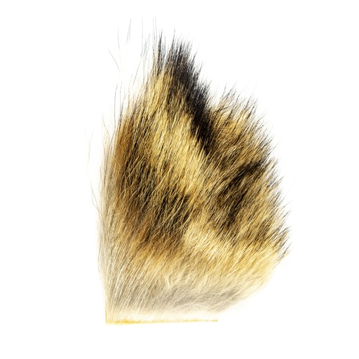 SHOR - COYOTE