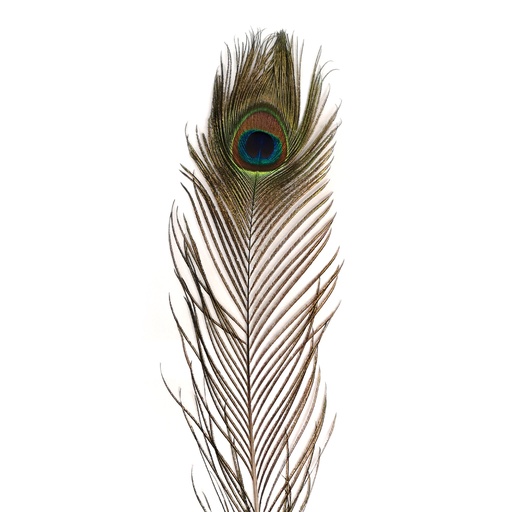 [RF3040] SHOR - YEUX DE PAON 30 IN (1)