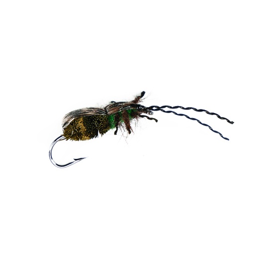 [090-300306] Olive Beetle