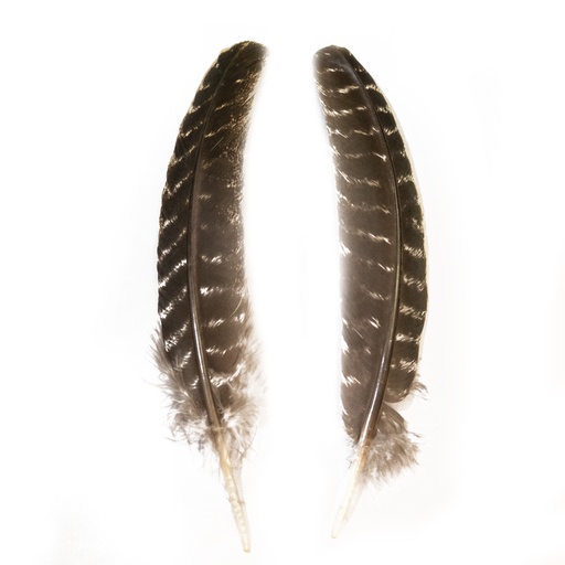 [QU2DBB] SHOR - TURKEY QUILLS SMALL