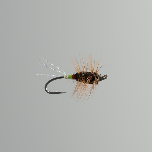 Shady Lady - SINGLE HOOK 