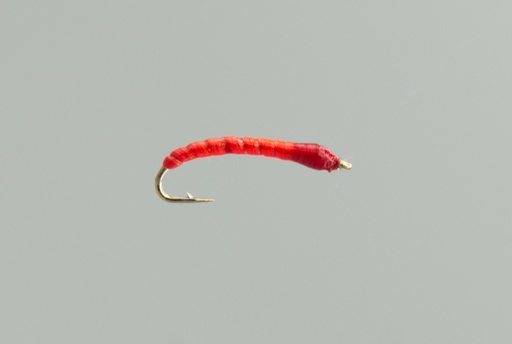 Boroff's Anneworm