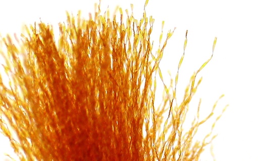 [PCFMUV-80] TEXTREME - CRYSTAL FLASH UV