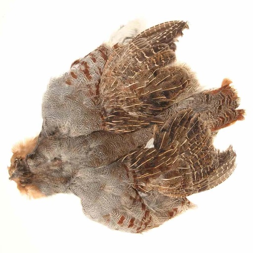 [SHENGPARTSK] SHOR - ENGLISH PARTRIDGE SKIN