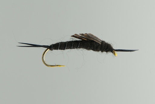 Black Stonefly