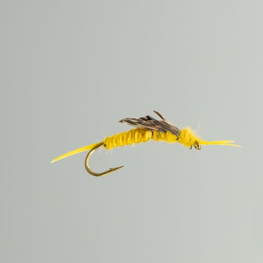 Golden Stone Fly