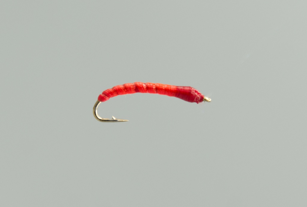 Boroff's Anneworm | SHOR FISHING