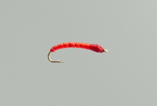 Boroff's Anneworm