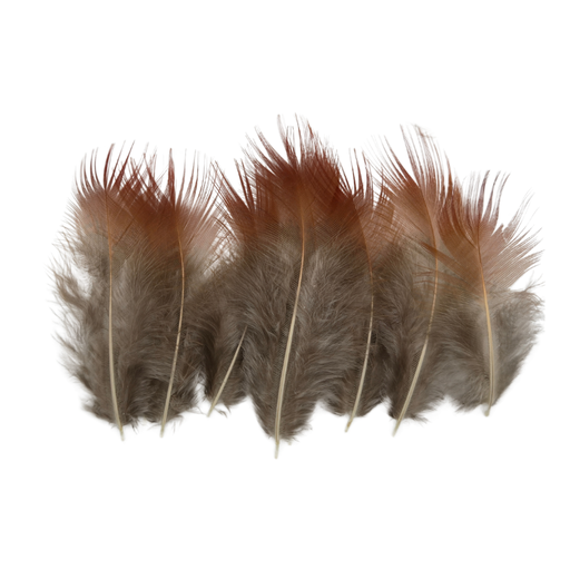 [SHGPREDF] SHOR - PLUMES DE FAISAN DORÉ